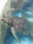 image of loggerhead