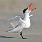 image of bird