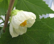 image of flower