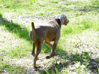 image of weimaraner