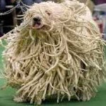 image of animal