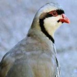 image of bird