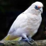 image of bird