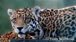 image of jaguar_car