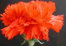 image of flower