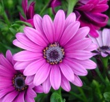 image of flower