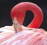 image of animal