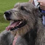 image of animal