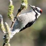 image of bird