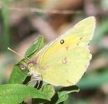 image of sulphur_butterfly #34
