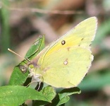 image of sulphur_butterfly