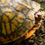 image of box_turtle