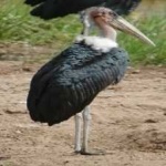 image of bird