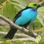 image of bird