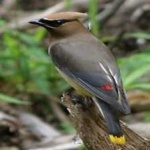 image of bird