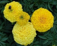 image of flower
