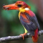 image of rufous_kingfisher #8