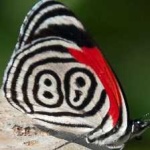 image of animal