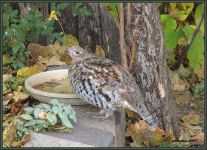 image of ruffed_grouse