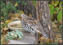 image of grouse #6