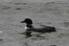 image of red_breasted_merganser