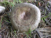 image of mushrooms