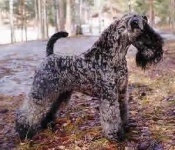 image of kerry_blue_terrier