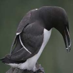 image of bird