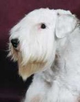 image of sealyham_terrier #11