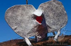 image of frilled_lizard