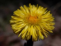 image of flower