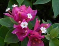 image of bougainvillea #4