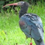image of bird