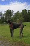 image of great_dane