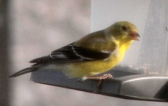 image of canary #34