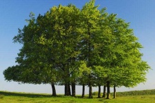 image of tree