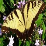 image of animal