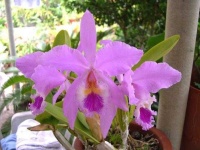 image of flower