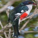 image of cuban_trogon #7