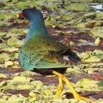 image of bird