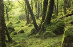 image of rainforest