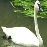 image of bird