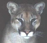 image of cougar_face