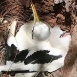 image of bird