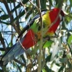 image of bird