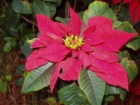 image of poinsettia #5