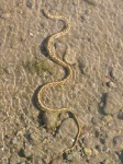 image of water_snake