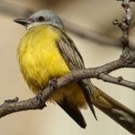 image of bird