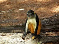 image of guenon