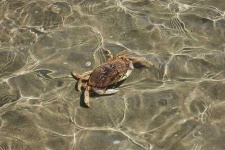 image of dungeness_crab